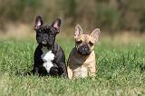 BOULEDOGUE FRANCAIS 575